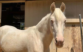 Ridable or Green Cremello Mustang Gelding Mustang for Pittsburg, CA