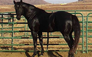 Grandson of On the Money Red Black Quarter Horse Stallion Quarter for Snyder, OK