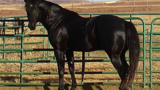 Grandson of On the Money Red Black Quarter Horse Stallion