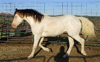 Homozygous Splash Buckskin Quarter Horse Stallion Quarter for Snyder, OK