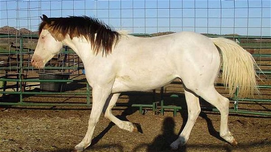 Homozygous Splash Buckskin Quarter Horse Stallion