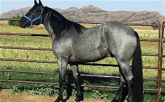 Homozygous for Blue Roan Quarter Horse Stallion Quarter for Snyder, OK