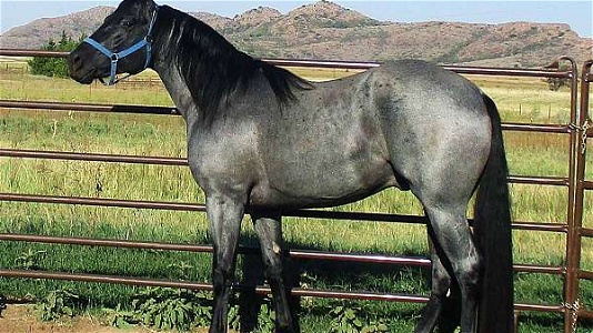 Homozygous for Blue Roan Quarter Horse Stallion