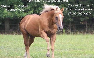 Son of Fire Water Flit Palomino Quarter Horse Stallion Quarter for Snyder, OK