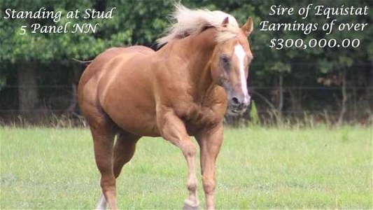 Son of Fire Water Flit Palomino Quarter Horse Stallion