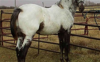Homozygous Appaloosa Stallion Guaranteed Colored Foals Appaloosas for Snyder, OK