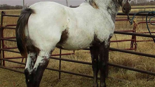 Homozygous Appaloosa Stallion Guaranteed Colored Foals