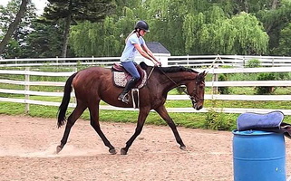 16.2hh 5yr Old TB G Uncomplicated Bay Thoroughbred Gelding Thoroughbred for Oswego, NY