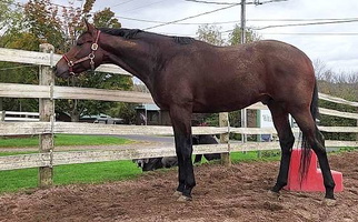 16.3hh Unraced 3yr Old TB G Bay Thoroughbred Gelding Thoroughbred for Oswego, NY