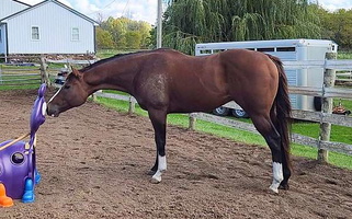 Compact, Solid and Tanky Unraced 4yr old Bay Thoroughbred Gelding Thoroughbred for Oswego, NY