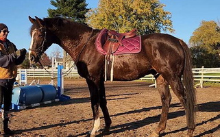 Warmblood Liver Chestnut Thoroughbred Gelding Thoroughbred for Oswego, NY