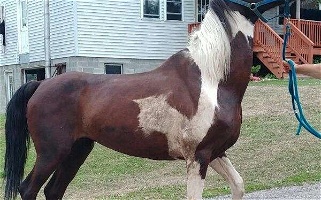 Ranch Horse Rehoming Other Mare Other breeds for Fort Covington Hamlet, NY