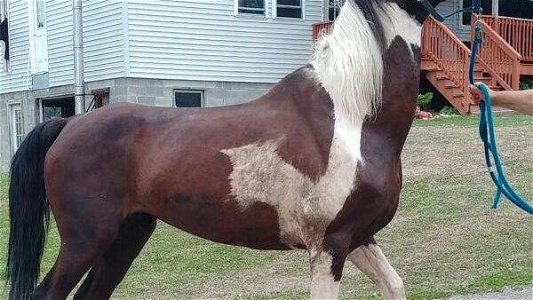 Ranch Horse Rehoming Other Mare