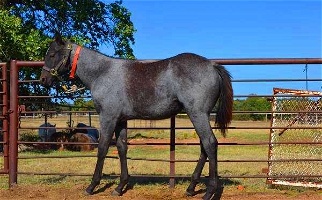 Gorgeous Blue Roan Quarter Horse Stallion Quarter for Los Angeles, CA