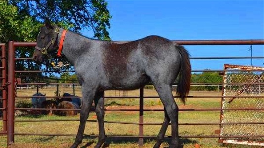 Gorgeous Blue Roan Quarter Horse Stallion
