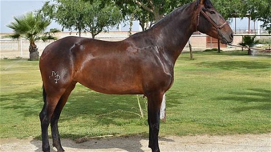ANCCE Bay Andalusian Mare