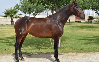 ANCCE Bay Andalusian Mare Andalusian for Los Angeles, CA