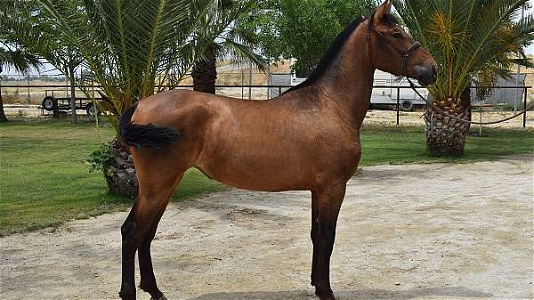 2022 Bay Andalusian Mare