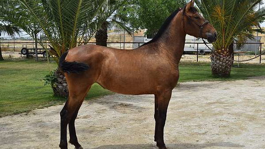 2022 Bay Andalusian Mare