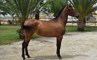 2022 Bay Andalusian Mare Andalusian for Los Angeles, CA