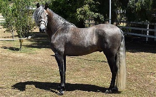 2020 Grey Andalusian Colt Started Under Saddle Andalusian for Los Angeles, CA