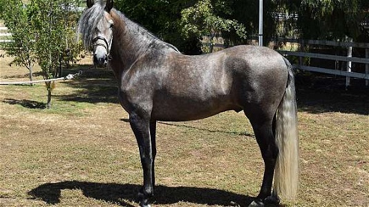 2020 Grey Andalusian Colt Started Under Saddle