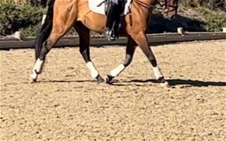 Well Broke Under Saddle 14.1 HH Bay Azteca Stallion Azteca for Los Angeles, CA