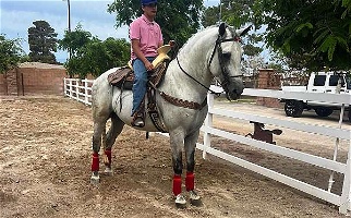 2018 Grey Andalusian Stallion Andalusian for Los Angeles, CA