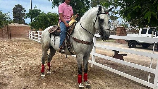 2018 Grey Andalusian Stallion