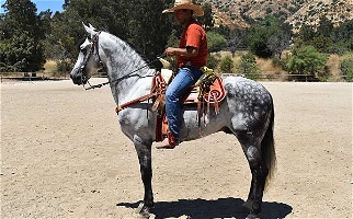 Grey Andalusian Stallion Andalusian for Los Angeles, CA