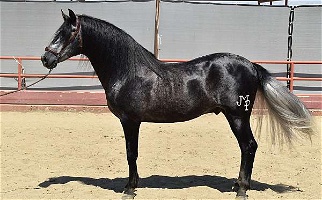 2019 Grey Andalusian Stallion Under Saddle ANCCE Andalusian for Los Angeles, CA