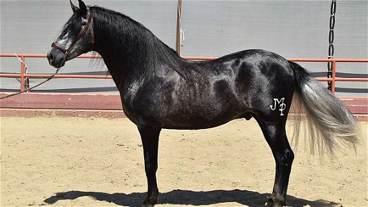 2019 Grey Andalusian Stallion Under Saddle ANCCE