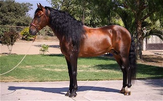 First Level Dressage Horse Bay Andalusian Stallion Andalusian for Los Angeles, CA