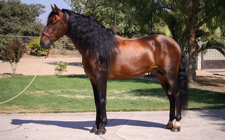 First Level Dressage Horse Bay Andalusian Stallion Andalusian for Los Angeles, CA