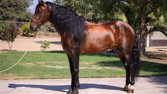 First Level Dressage Horse Bay Andalusian Stallion