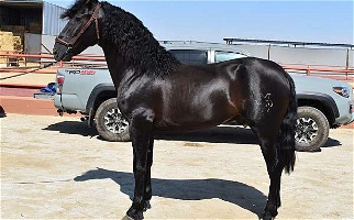 2020 Black Andalusian Colt Started Under Saddle Andalusian for Los Angeles, CA
