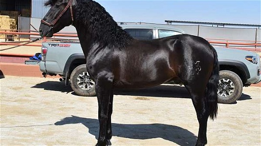 2020 Black Andalusian Colt Started Under Saddle