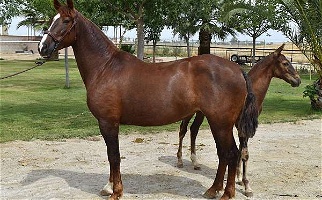 2017 Chestnut Andalusian Mare Andalusian for Los Angeles, CA