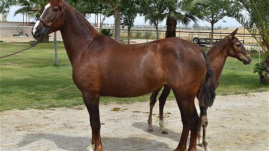 2017 Chestnut Andalusian Mare