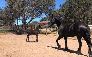 2023 Black Friesian Filly Wonderful Bloodlines Friesians for Los Angeles, CA