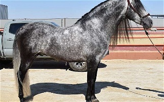 2018 Grey Andalusian Stallion Under Saddle Andalusian for Los Angeles, CA