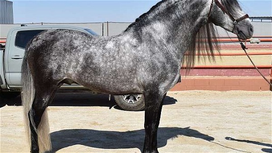 2018 Grey Andalusian Stallion Under Saddle