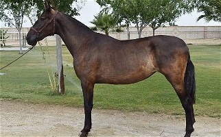 2021 Bay Andalusian Filly ANCCE, 16.2 HH Andalusian for Los Angeles, CA
