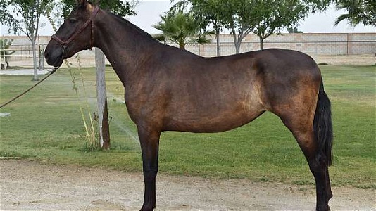 2021 Bay Andalusian Filly ANCCE, 16.2 HH