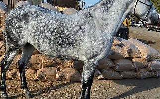 Grey Andalusian Mare Under Saddle Andalusian for Los Angeles, CA