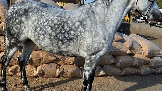 Grey Andalusian Mare Under Saddle