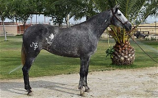 2019 Grey Andalusian Mare Andalusian for Los Angeles, CA