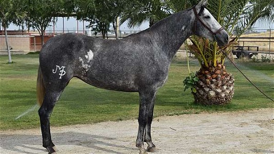 2019 Grey Andalusian Mare