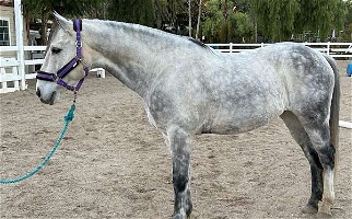 2012 Grey Andalusian Gelding Cross Under Saddle Andalusian for Los Angeles, CA