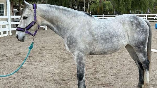 2012 Grey Andalusian Gelding Cross Under Saddle
